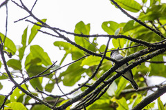 Pachyramphus albogriseus