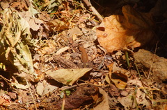 Aspidoscelis guttatus