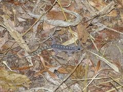 Phyllopezus pollicaris