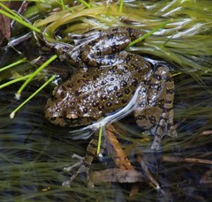 Cederberg Ghost Frog photo 2