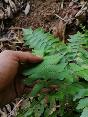 Adiantum trapeziforme
