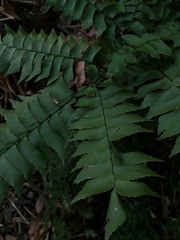 Adiantum trapeziforme