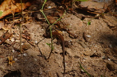 Aspidoscelis guttatus