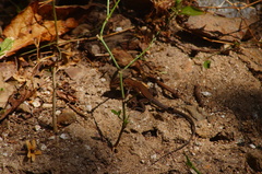 Aspidoscelis guttatus