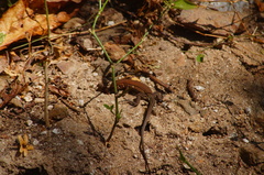 Aspidoscelis guttatus