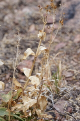 Penstemon havardii