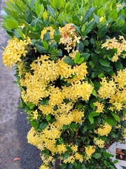 Ixora coccinea