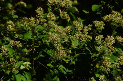 Salpianthus arenarius