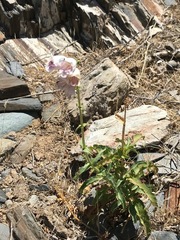 Penstemon eximius