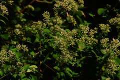 Salpianthus arenarius