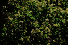 Salpianthus arenarius