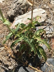 Penstemon eximius