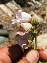 Penstemon eximius