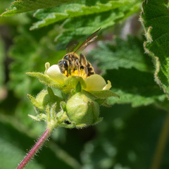 Andrena auricoma