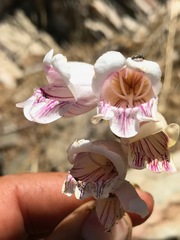 Penstemon eximius