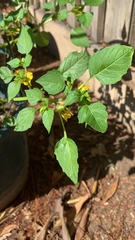 Physalis philadelphica