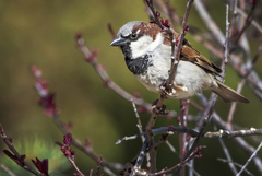 Passer domesticus