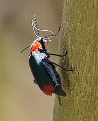 Malachius thevenetii
