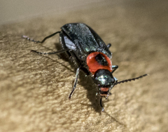 Malachius thevenetii