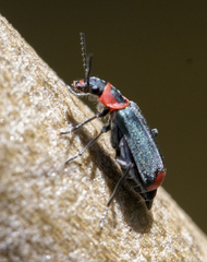Malachius thevenetii