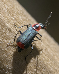 Malachius thevenetii