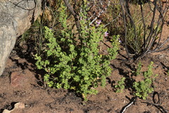 Pelargonium englerianum
