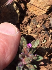 Collomia diversifolia