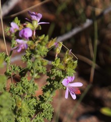 Pelargonium englerianum