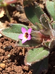 Collomia diversifolia