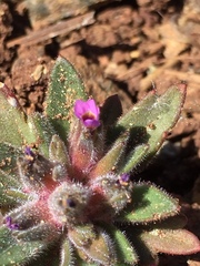 Collomia diversifolia