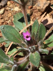 Collomia diversifolia