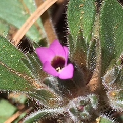 Collomia diversifolia