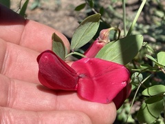 Lathyrus splendens