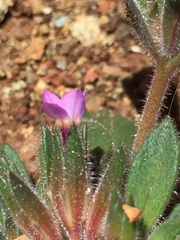 Collomia diversifolia