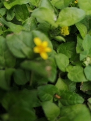 Calyptocarpus vialis