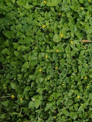 Calyptocarpus vialis