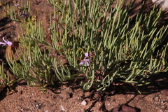 Pelargonium laevigatum oxyphyllum