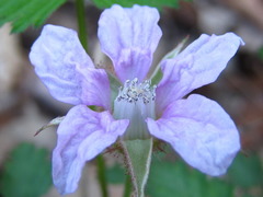 Rubus pungens oldhamii