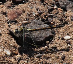 Ceratogomphus triceraticus