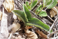 Tradescantia brevifolia