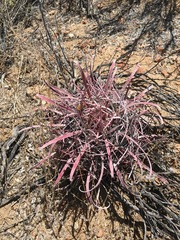Ferocactus gracilis
