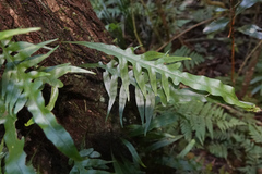 Microsorum scandens