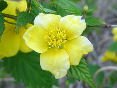 Kerria japonica