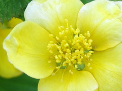 Kerria japonica