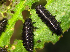 Gastrophysa atrocyanea