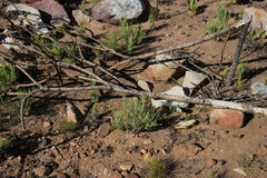 Pelargonium laevigatum oxyphyllum