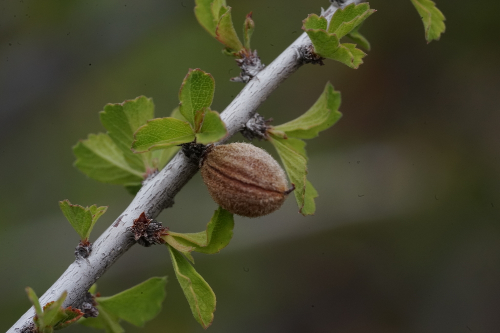Havard Plum
