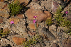 Dianthus bolusii