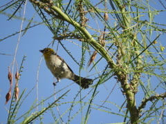 Auriparus flaviceps