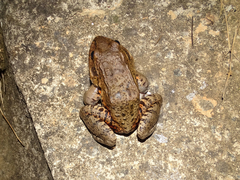 Leptodactylus labyrinthicus
